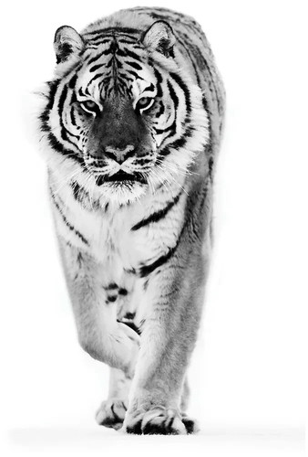 Ikea bjorksta tiger wand - ikea,