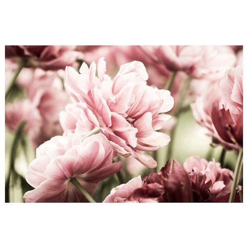 Ikea bjorksta hellrosa - bjorksta, tulpen